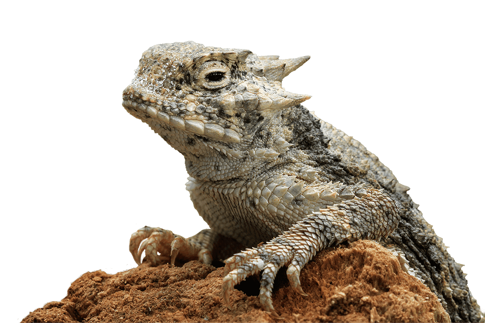 horned toad habitat