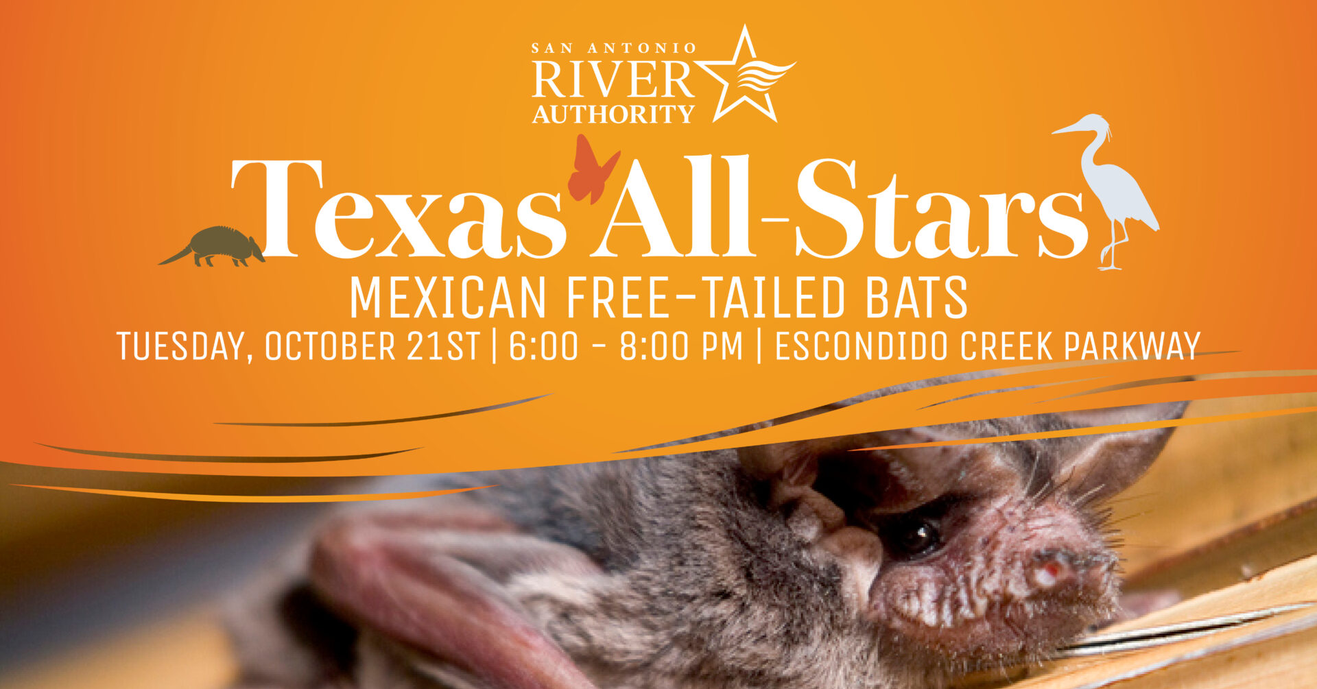 Texas All-Stars: Mexican Free-Tailed Bats